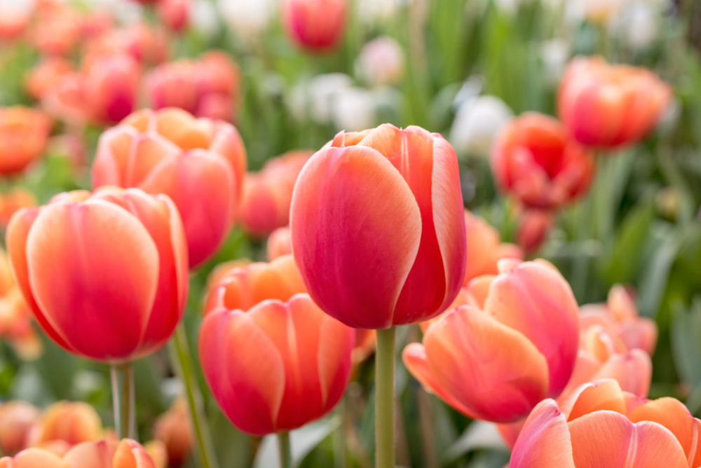 tulip.jpg tulip.jpg